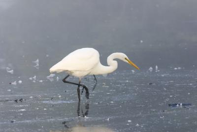 Great Egret