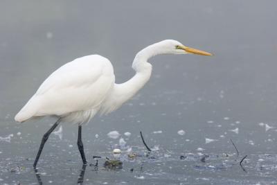Great Egret