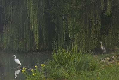 Great Egret