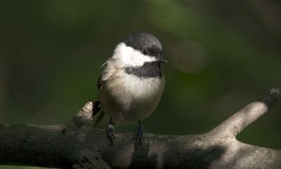 Carolina Chickadee