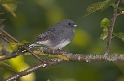Dary Eyed Junco