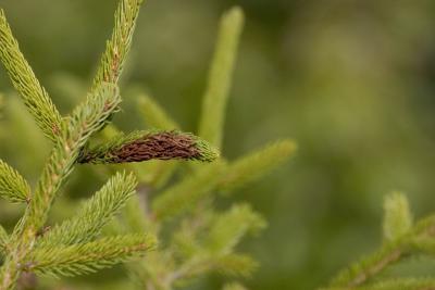 CRW_8534.jpg