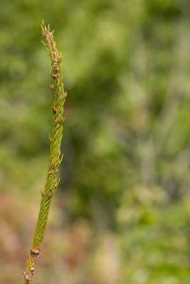 CRW_8536.jpg