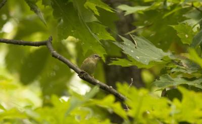 Female Ruby Crowned Kinglet