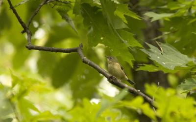 Female Ruby Crowned Kinglet