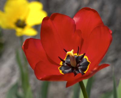 tulipb.jpg