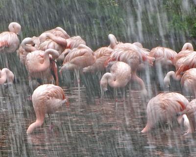 Closer inspection of Dutch flamingos