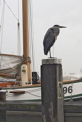 Volendam lookout