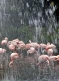 Dutch flamingos