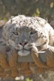 Snow Leopard