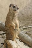 Meerkat
