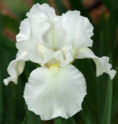 Immorality Iris