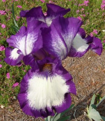 Loop The Loop Iris