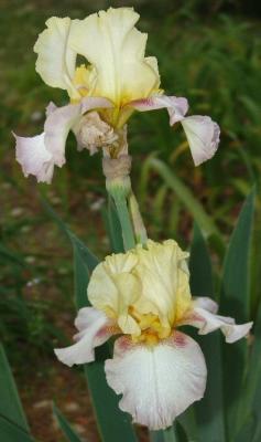 Multi-colored Iris