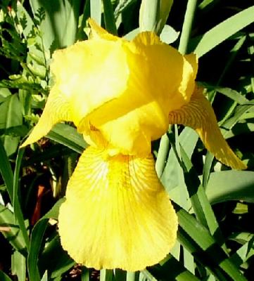 Harvest of Memories Iris