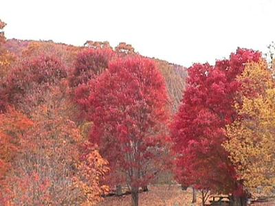 u44/harlene/medium/28324791.FallRedGoldTrees2.jpg