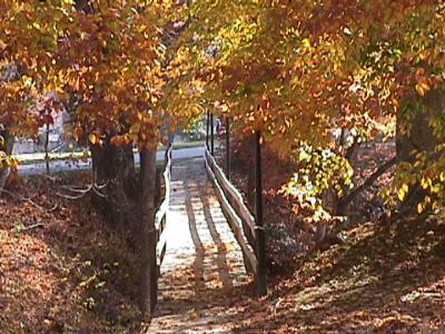 u44/harlene/medium/28325062.WalkBridgeGoldTrees.jpg