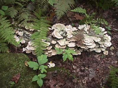 u44/harlene/medium/28325605.MushroomsOnLogOffWh.jpg