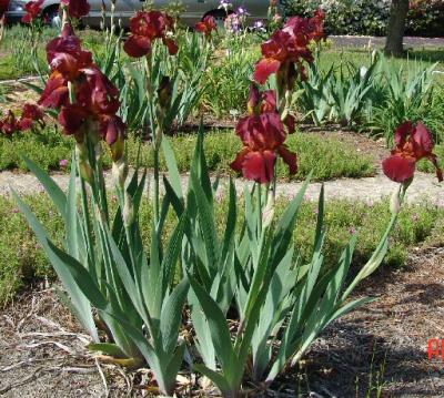 Burgundy Iris Group