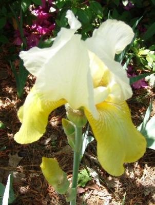 Cream & Yellow Iris