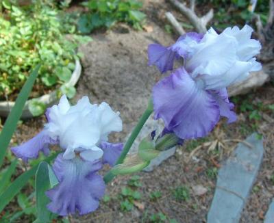 Lavendar Iris