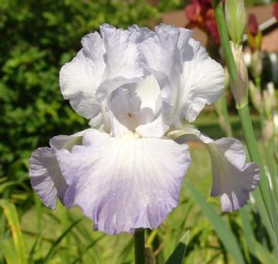 White and Lavender Iris