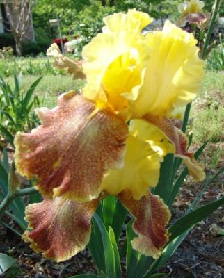 Yellow & Rust Iris