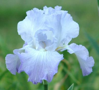 Lavender on Lavender