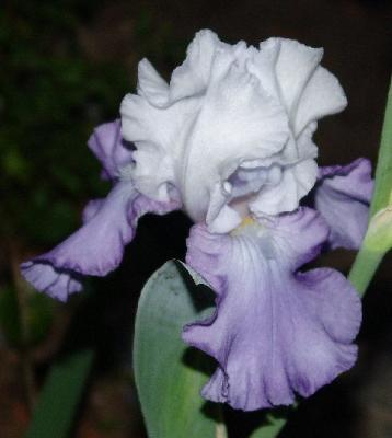 Lavender Frills