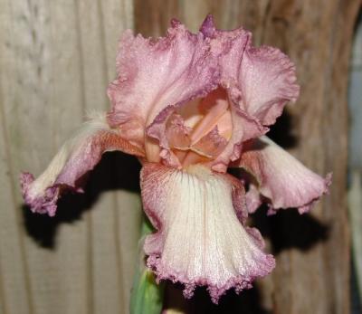 Frilly Mauve