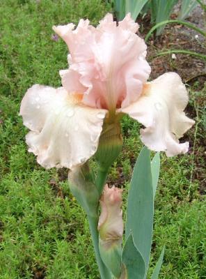 Iris In My Yard