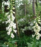 Foxglove