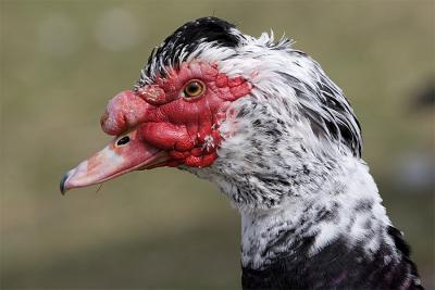 ugly-duck.jpg