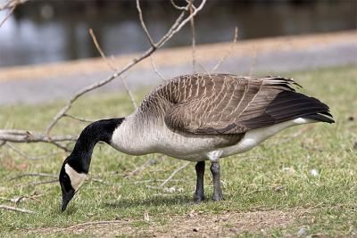 feeding-goose.jpg