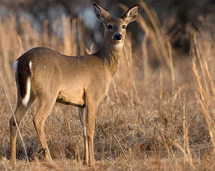 fawnsunset.jpg