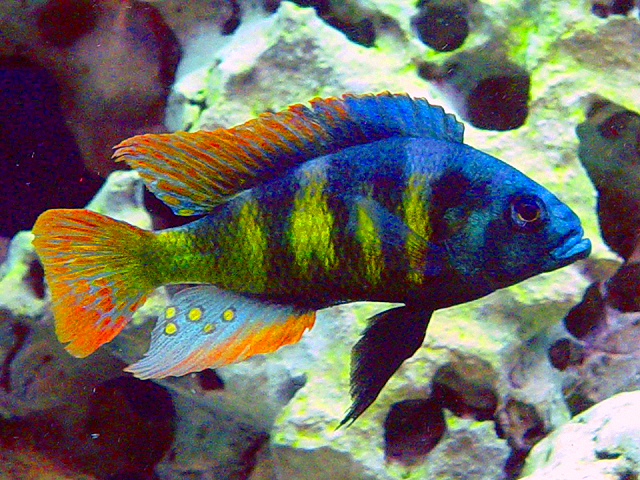 Haplochromis sp. 44 Red Tail