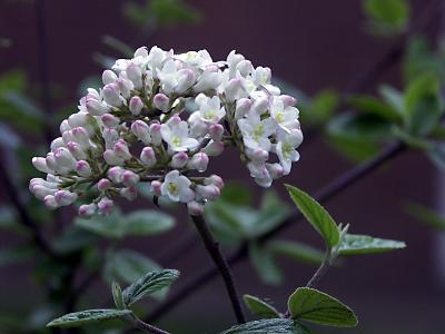 First signs of spring 3.jpg