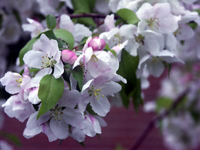 first signs of spring 4.jpg