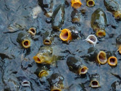 Feeding frenzy at the gardens