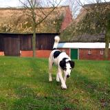 Joop's Dog Log - Monday Apr 26