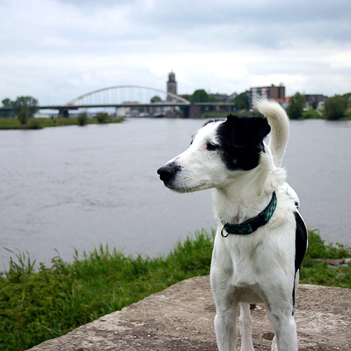Joops Dog Log - Monday May 10