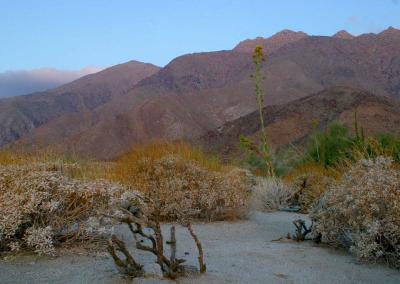 IMG_5887borrego.jpg