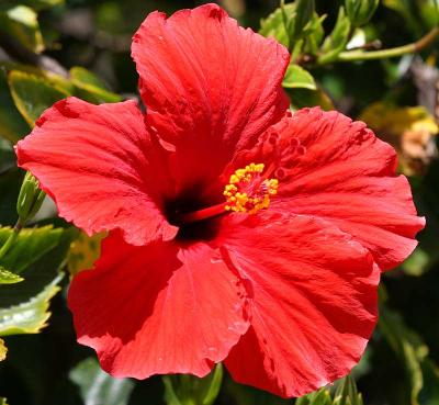 IMG_5930flowers.jpg