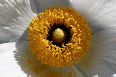 IMG_5963 flowers.jpg