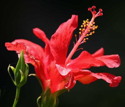 IMG_6159 flowers.jpg