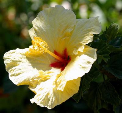 IMG_6172flowers.jpg