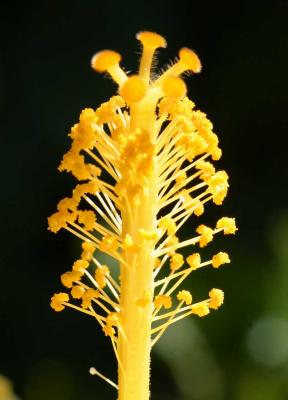 IMG_6176 flowers.jpg