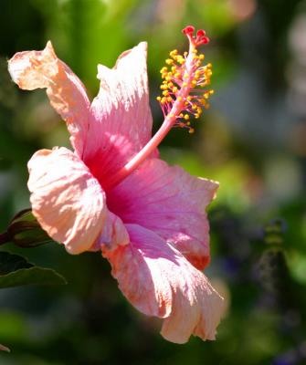 IMG_6179flowers.jpg