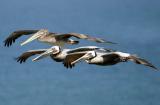 IMG_5985 birds.jpg