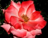 IMG_5316 roses.jpg